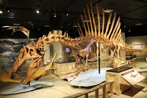 dinosaur fossil replica|animals reconstructed like dinosaurs.